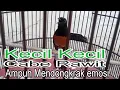 Download Lagu SUARA SEMELET PEDAS, TERCEPAT MERANGSANG EMOSI LAWAN
