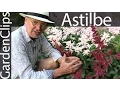 How to Grow Astilbe The Best Flowering Perennial for Shade - AKA False Spirea or Goat s Beard
