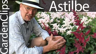 How to Grow Astilbe The Best Flowering Perennial for Shade - AKA False Spirea or Goat s Beard