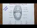 How to draw Human Denture with 4 types of teeth diagram drawing