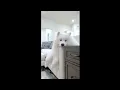 Download Lagu A Shark Snuck Up On My Dog! 🫣 - SHARK WEEK Special