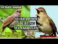 Download Lagu Suara pikat burung flamboyan paling ampuh 100%anti zonk