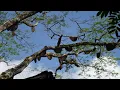 Download Lagu Panen raya tembus 100kg - Madunya melimpah ruah #apisdorsata