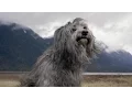 Passenger | Heart of Gold (Neil Young cover)