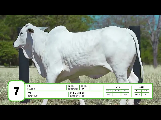 Novilha Nelore LSA - 2048