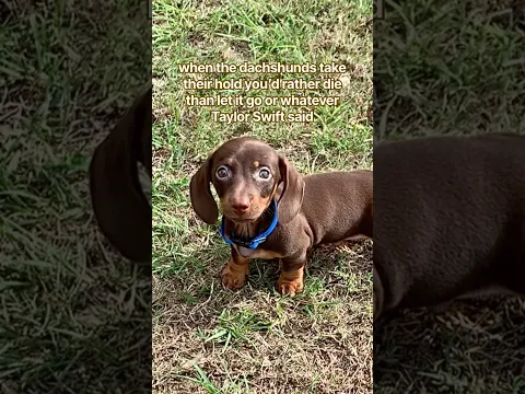 she has a point #minidachshund #puppy #cutedog #cutepuppy #cutepets #dachshund #cute #dog #pets #pet