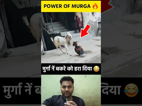 मुर्गा नें बकरे को हरा दिया 😂 #shorts #murga #goat #funny #animals #animalshorts #viralvideo