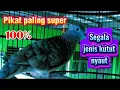 Download Lagu Perkutut lokal paling super, semua jenis kutut pasti nyaut