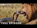 Greatest Fights In The Animal Kingdom FULL EPISODE Wildlife Documentary