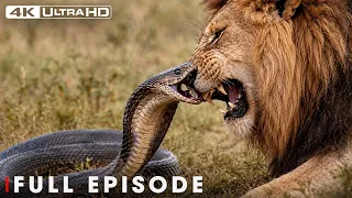 Greatest Fights In The Animal Kingdom FULL EPISODE Wildlife Documentary