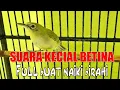 Download Lagu KECIAL BETINA RANGSANG JANTAN - MEDIA KICAU LOMBOK