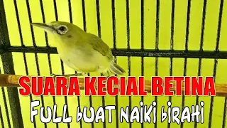 Download KECIAL BETINA RANGSANG JANTAN - MEDIA KICAU LOMBOK MP3