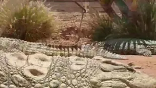 ناري التماسيح كانت قريبة لينا بزاف جولة في Crocoparc 