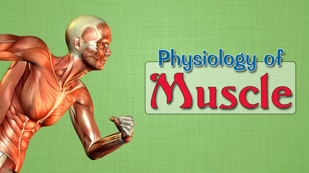 Easy Physiology | Muscle | 2-Isometric & Isotonic contractions