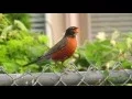Robin Call - Bird With An Orange Chest