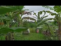 Download Lagu Peaceful Countryside Escape | Simple Life in a Cozy Cottage Garden