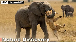 African Lions | The Battle of the Most Dangerous Predators | Wild animals | Nature Life