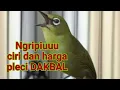 Download Lagu ngeripiu pleci dakun bali. ciri dan harganya