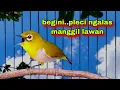 Lagu Begini‼️Pleci Ngalas Manggil Lawan,Paling Ampuh Untuk Pancingan || Pleci Bustomi Gacor