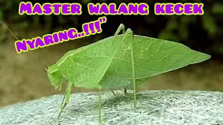 suara walang kecek kekek 