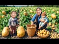 Lagu Harvesting 2200kg+ giant potatoes to sell at market, collecting giant wild honeycomb for my children