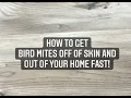 HOW TO GET BIRD MITES OFF OF SKIN AND OUT OF YOUR HOUSE FAST