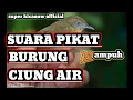SUARA..pikat burung ciung air