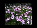 Pickin' Wildflowers - Keith Anderson