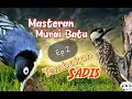 Download Lagu Rambatan Doraemon Ft Pelatuk Sampit || Masteran Murai Batu Tembakan Sadis