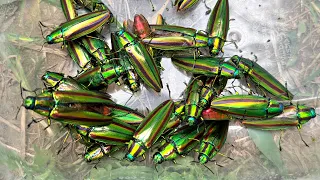 無限にタマムシが沸いてくる神ポイントを発見！