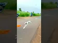 Kolhapur dog race kolhapur dog racing dog race maharashtra