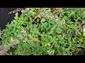 Catnip vs Catmint Side By Side Comparison