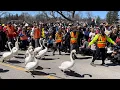 Stratford Swan Release Parade