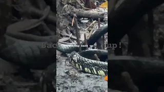 Definitely a snake 🐍.