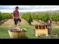 Download Lagu Harvesting Grape From A Vineyard To Enjoy The Best Grape Treat Ever Exist!