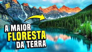 A maior floresta do mundo não é a Amazônia