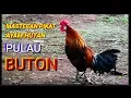 Download Lagu Suara Masteran Ayam Hutan Pikat Jantan