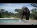 Download Lagu Elephant crashes the pool party