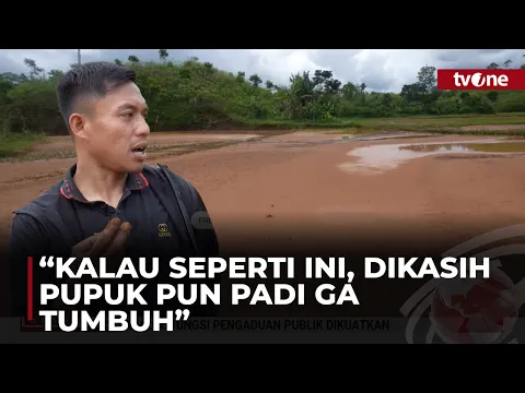Dugaan Asal Muasal Lumpur Tambang Merusak Sawah Warga Hingga Gagal Panen