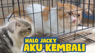 Download JACKY KAGET ! MANTAN SUAMI LOLLY DATANG KEMBALI MP3