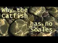 Why the Catfish has no Scales