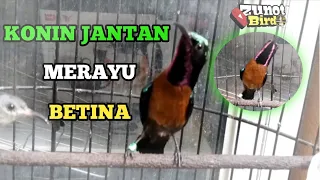 Download KONIN JANTAN MERAYU BETINA  Sambil Bongkar materi MP3