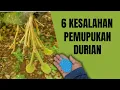 Lagu 6 KESALAHAN PEMUPUKAN POHON DURIAN YANG SERING DILAKUKAN