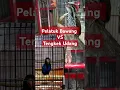 Download Lagu Masteran Handal Tengkek Udang Vs Platuk Bawang #masteranjernih