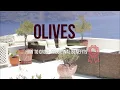 The Olive - Olea europaea