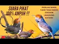 Download Lagu SUARA PIKAT PRENJAK PALING AMPUH sekebon langsung kocar kacir