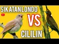 MASTERAN SIKATAN LONDO VS CILILIN GACOR JERNIH