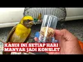 Download Lagu Tips ampuh merawat burung Manyar supaya rajin bunyi