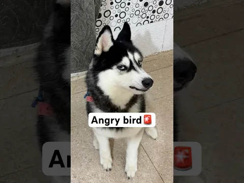 Panda the Husky 😾🚨 #shorts #dog #husky #pets
