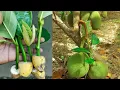 Amazing! Using Just One Banana, You Can Grow Jackfruit That Can Produce For years 